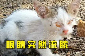 小猫双眼流脓被结痂覆盖，万幸遇到好心人，看完救援过程令人感动视频封面