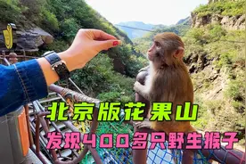 北京发现400多只野生猴子的山谷，山泉水四季长流，现实版花果山视频封面