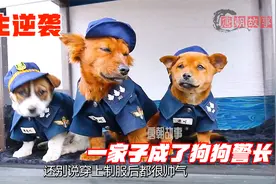 流浪狗来到警局耍赖，还用计当上了警犬，最后让孩子也成功入职