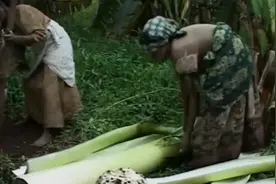 粮食短缺有救了？这种非洲神奇农作物有望喂饱1亿多人口视频封面