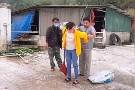 金花在养殖场购买两条野猪，用来杂交当种猪，一年长百斤不成问题视频封面