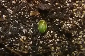 四季海棠进入快速生长期，光照和浇水不宜过多，以导致免茎根腐烂视频封面