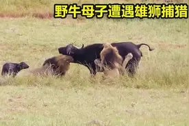 刚刚出生的野牛宝宝为了和妈妈在一起，不幸被雄狮一口吃掉视频封面