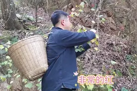 跟着道医去终南山采药，发现一株野生山萸肉，都是人工种植惹的祸