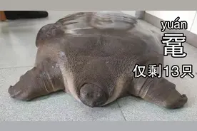甲鱼和鼋的区别你了解吗？千万别抓错了，一个是一级，一个随便抓