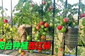 阳台上倒着种西红柿：不仅能吃到新鲜蔬果，还具有一定的观赏性视频封面