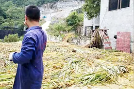 农村曹哥养牛创业，2000买来皇竹草没办法发酵，眼睁睁看着它腐烂视频封面