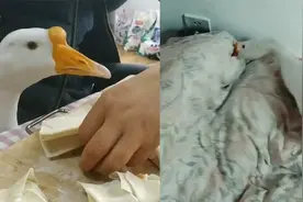 这样的起床姿势太牛了！专鹅叫醒服务你值得拥有，就是有点费脑子