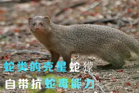 蛇类的克星——蛇獴，身体带有抗蛇毒能力，遇到蛇类尽情挑衅玩耍视频封面