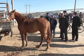 老爷子爱马，儿子给老人买马就是送开心送健康，买什么马呢？视频封面