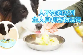 冬天来了，铲屎官给狗狗自制宠物馄饨，边牧表示给朕再来五十个视频封面