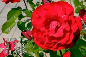 梅朵一曲《明月寄相思》明月若知相思苦，何来世间痴情人，好听