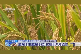农业农村部：今年全年粮食再获丰收，实现十八年连续丰收|24小时视频封面