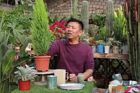 卧室别乱养花，对身体不好！如果真想养几盆，可以养它试试！视频封面