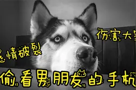汪星人大骂妈妈，偷看人手机，感情破裂很失望，动物的悄悄话 146视频封面