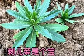 农村常见的刺儿菜煮水，原来有3个好妙用，懂的人却当宝视频封面