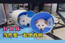 绝育后的两只狗反差竟这么大，一只趴着不肯动，一只却是生龙活虎视频封面