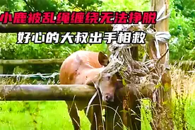 小鹿被乱绳缠绕无法挣脱，好心的大叔出手相救，好人一生平安视频封面