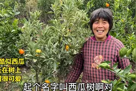 河南农村大妈种的一种橘子很像西瓜，好看又好吃产量还高，真不赖