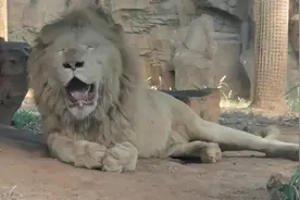杭州到底有多热？非洲雄狮热成“狗” 狮子：要不把我送回非洲吧