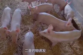 老人常说“牛生麒麟猪生象”，这到底是什么意思？