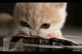 小猫咪吃鳄鱼 下视频封面