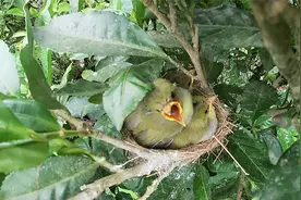 花了12天，记录一窝绣眼鸟从出壳到养大离巢的全过程