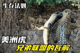 美洲虎猎杀凯门鳄，完全不考虑鳄鱼的体型，直接就敢跳入水中搏杀