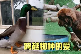 小鸭子爱上140多斤的狗狗，每天追在它身后，画面既有趣又温馨视频封面