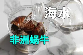 非洲蜗牛泡在海水会怎么样？这就是网红赶海点？视频封面