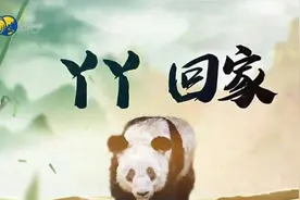 旅美大熊猫“丫丫”26日启程，预计北京时间27日下午抵达中国上海视频封面