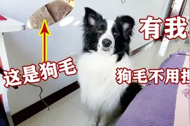 家里到处都是狗毛，看了这只边牧的做法，从此不再担心狗毛满天飞视频封面