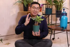 新手怎么养发财树？园艺师教你，发财树的实操养护技巧视频封面