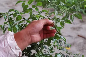 幸福树打顶促芽，用这种方法效果最好视频封面