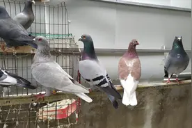 5只鸽子呼噜声严重，不耐飞，大口喘气，用什么药组合能治疗好？视频封面