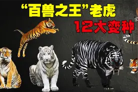 你知道老虎有多少个亚种，多少个变种吗？去动物园你能分清楚吗？