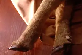 女孩人脸鹿身，却因长相美艳，追他的男人不计其数视频封面