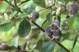 韶关始兴：又到棯子烂漫时，童年的味道还记得吗？