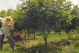 农博士：四季蜜龙眼与常规龙眼不同，十月份就采收，无需低温诱导视频封面