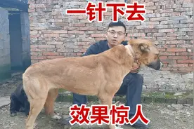 高狼犬被扎一针挑食痊愈，快速度增重20斤，方法令人感叹