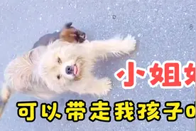 “我是流浪狗，但我孩子不是”狗狗把孩子托付给经常投喂它的女孩视频封面