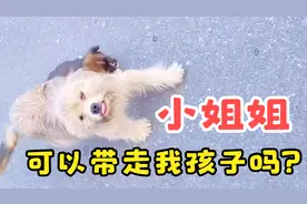 “我是流浪狗，但我孩子不是”狗狗把孩子托付给经常投喂它的女孩视频封面