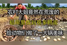 农村大姐在荒废的稻田里捡到很多鸭蛋，给家里动物们做了一锅美味视频封面