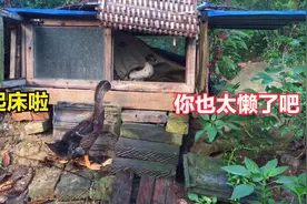 捡来的小鸭长大了，天天早上喊同伴起床，还带它们找吃的，真懂事