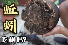 30条蚯蚓放进花盆，3个月过去，它到底吃不吃根，花长的怎么样？视频封面