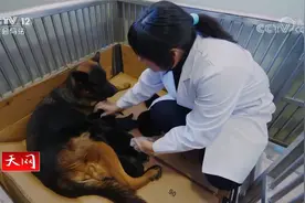 爷奶爸妈全是英雄 全能警犬档案：11只纯种萌犬诞生记视频封面