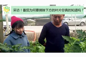 【采访】为什么番茄要摘下方的叶子？当地农民告诉你！