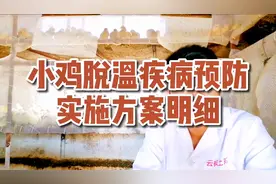 小鸡脱温疾病预防实施方案明细视频封面