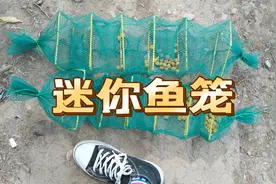 网购迷你小鱼笼，放水里五小时，鱼获感人！视频封面
