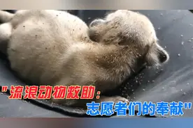 流浪狗的生活，逃脱不了被跳蚤虱子叮咬的悲惨视频封面